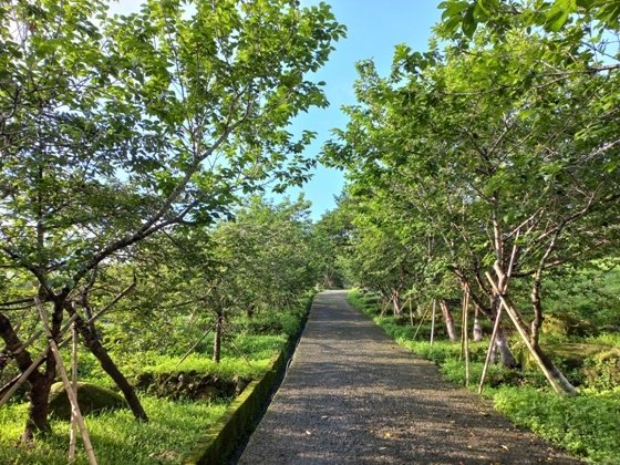 【南投鹿谷】山中滿眼綠意的「蟬說：鳳凰亭序」木屋包棟民宿與迷