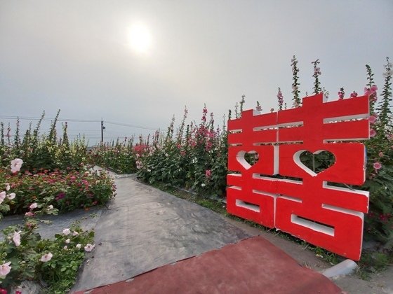 【彰化員林】2024員林蜀葵花海繽紛綻放
