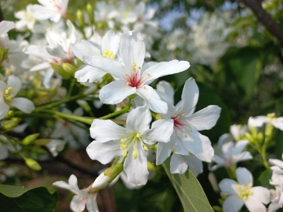 【彰化】山中小徑落滿油桐花－113年福田賞桐生態園區