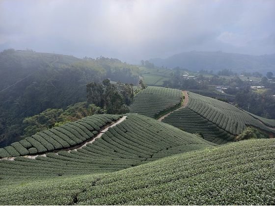 【嘉義梅山】360度賞茶園的瑞峰1314觀景台—113年11