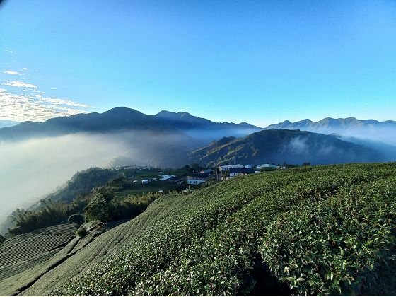 【嘉義梅山】漫步仙境般的大窯茶園步道—113年11月嘉義山中