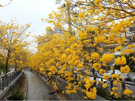 【彰化員林】員林八堡一圳蜿蜒河道漫天金黃的黃花風鈴木
