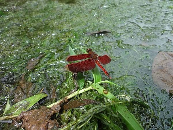 2018.06.17-10.JPG