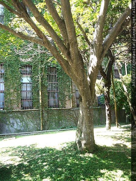 2019.10.11-8台大校園.JPG