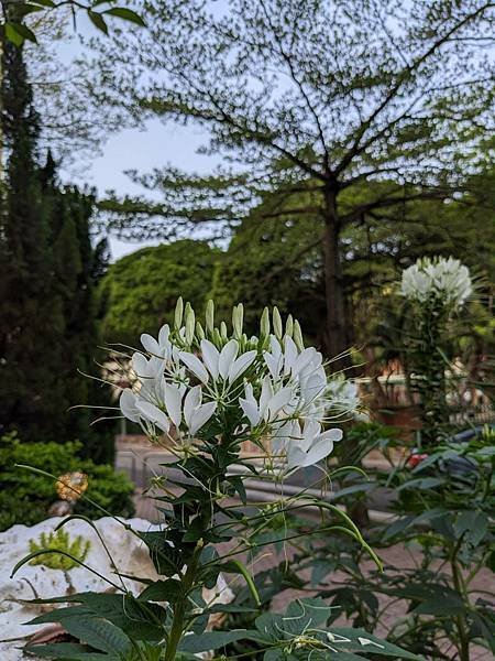 補上班日咖啡飄香