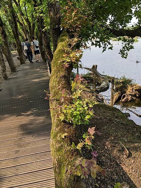 植物界的 高速公路