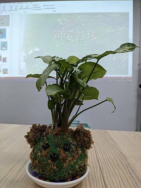 圖書館~療癒苔球手作