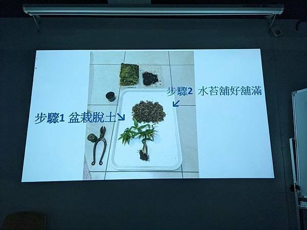 圖書館~療癒苔球手作