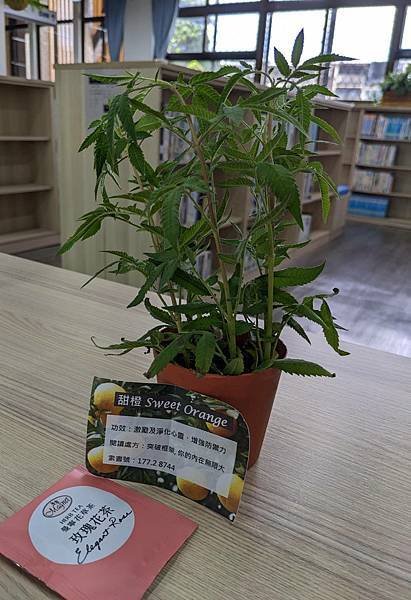 10月借5本書 送香草植物