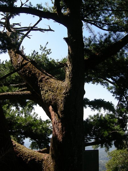 台美社登山隊大坑3號步道登山記 043.jpg