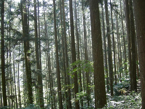 台美社登山隊溪頭天文臺登山記 019.jpg