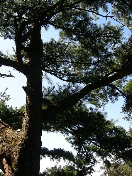 台美社登山隊大坑3號步道登山記 044.jpg