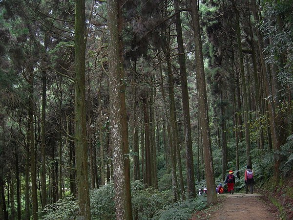 台美社登山隊溪頭天文臺登山記 024.jpg