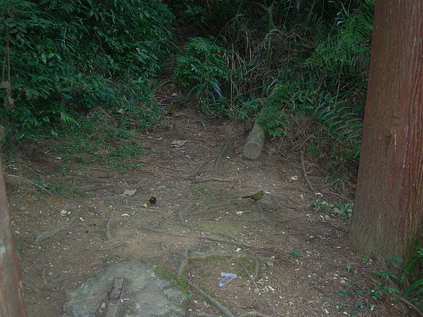 台美社登山隊溪頭天文臺登山記 020.jpg