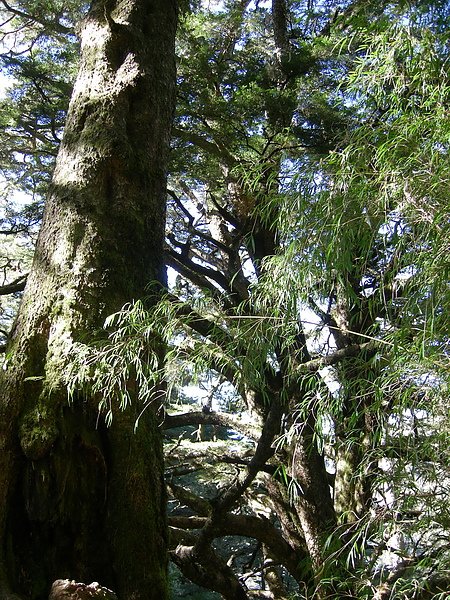 塔塔加鞍部登山活動 060.jpg