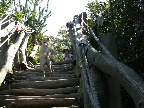 台美社登山隊大坑3號步道登山記 022.jpg