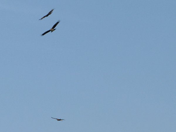 IMG_8234.jpg