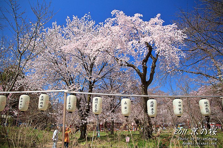 平野神社 支垂櫻 滿開