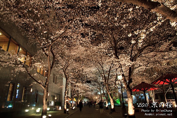 祇園 白川 夜櫻