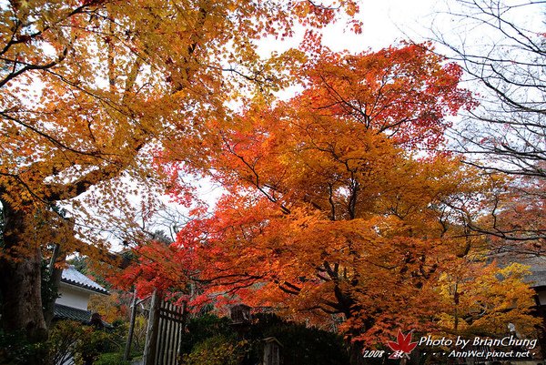 嵐山-常寂光寺