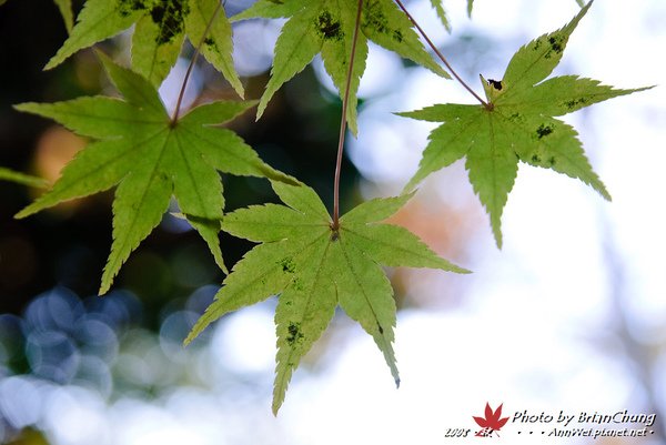 還沒紅的