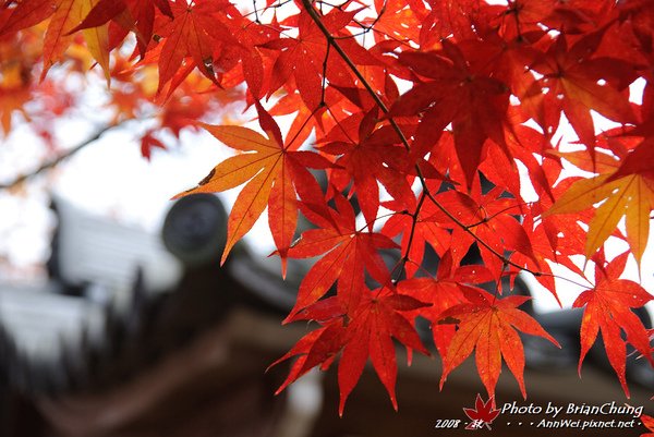 常寂光寺