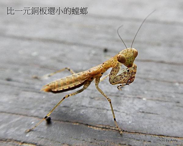 生態攝影 (13)