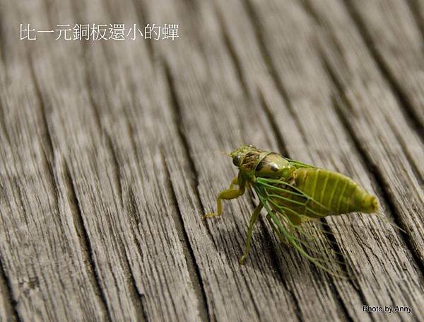 生態攝影 (8)