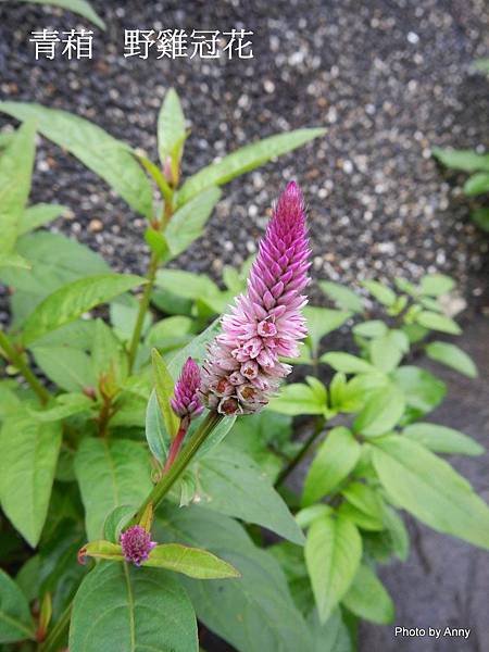 青葙 野雞冠花