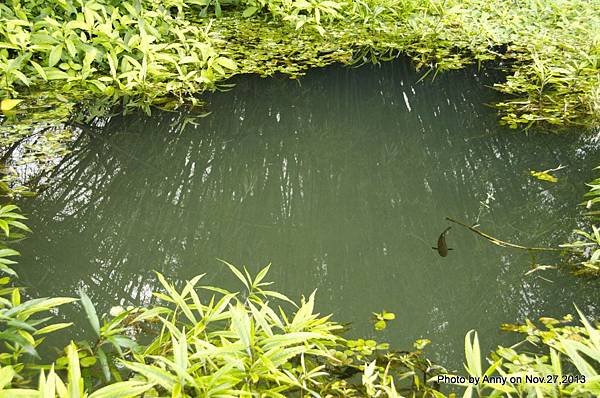 坪林觀魚步道