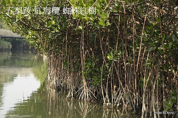 五梨跤 紅海欖 蜘蛛紅樹