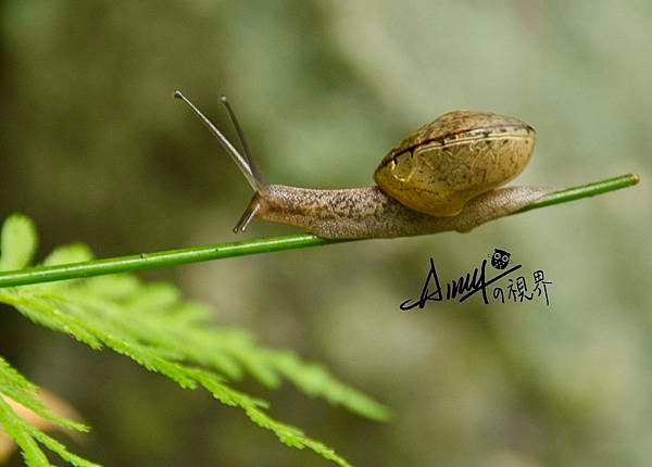 snail 蝸牛