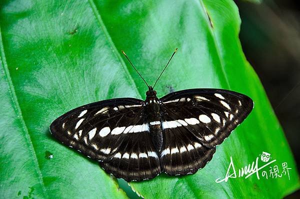 butterfly 蝴蝶