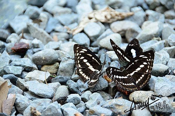 butterfly 蝴蝶