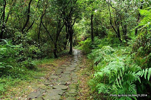 陽明山魚路古道 (15)