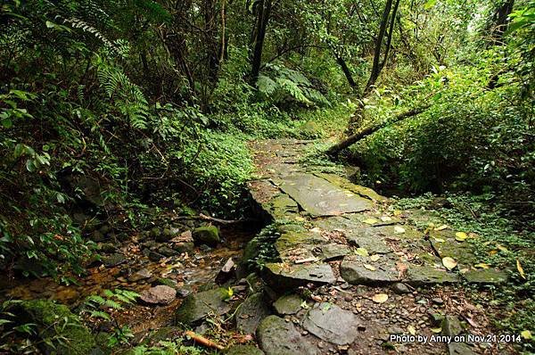 陽明山魚路古道 (16)