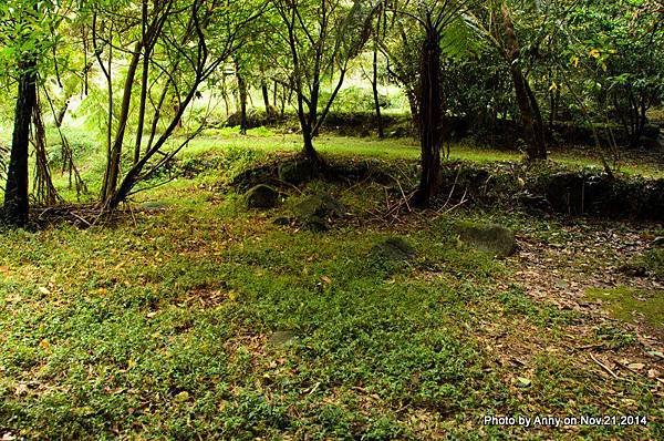 陽明山魚路古道 水稻梯田 大路邊田