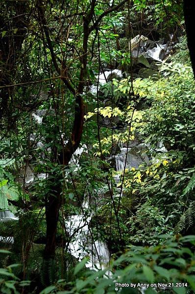 陽明山魚路古道 (28)