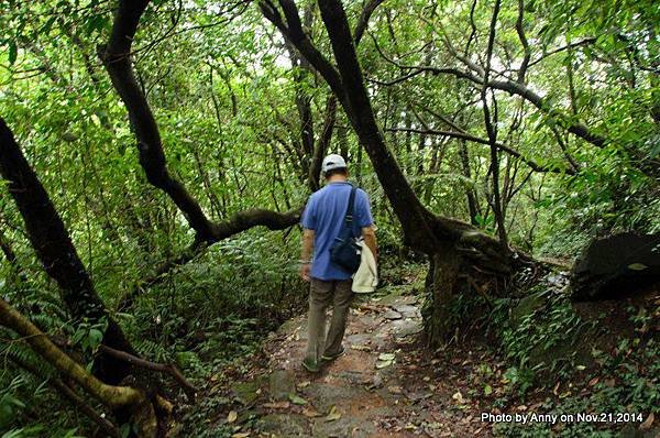 陽明山魚路古道 (36)