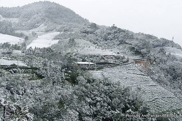 台灣下雪 坪林下雪11.jpg