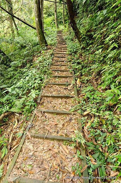 桃園觀音洞步道7.jpg