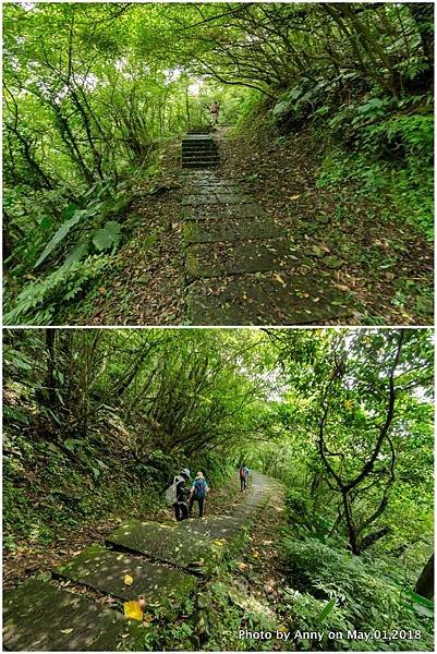 桃源谷（大溪線）步道6