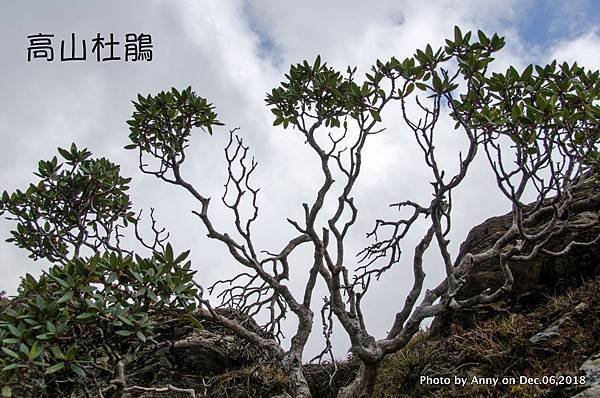 合歡尖山步道 高山杜鵑25