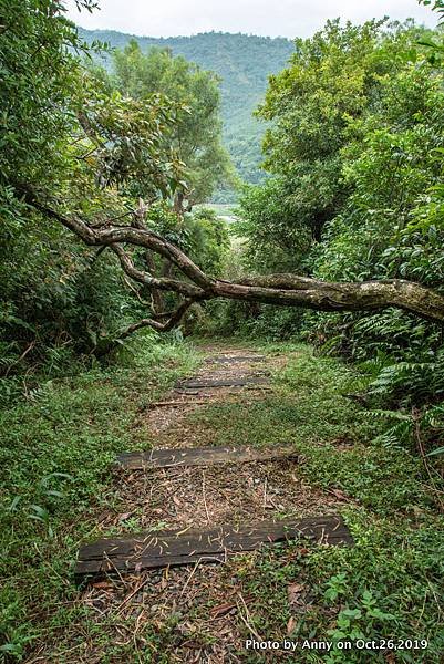 宜蘭飛龍步道23.jpg