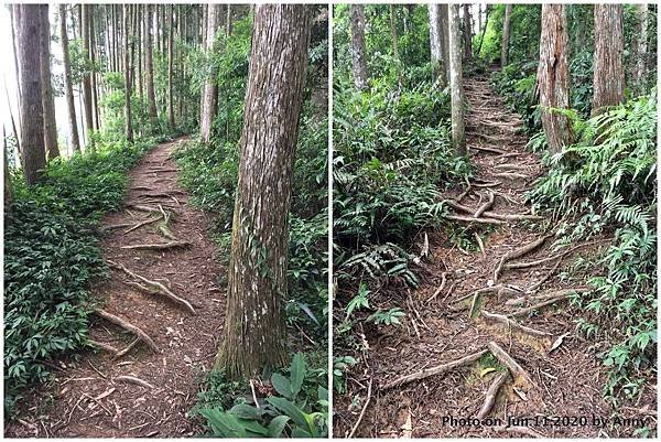 新竹油羅山步道2.JPG