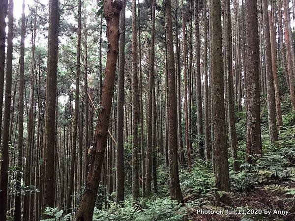 新竹油羅山步道18.JPG