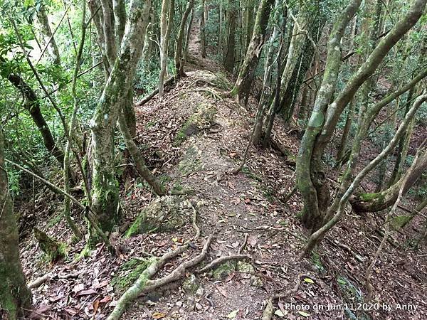 新竹油羅山步道23.JPG