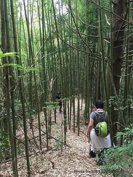 新竹油羅山步道34.JPG