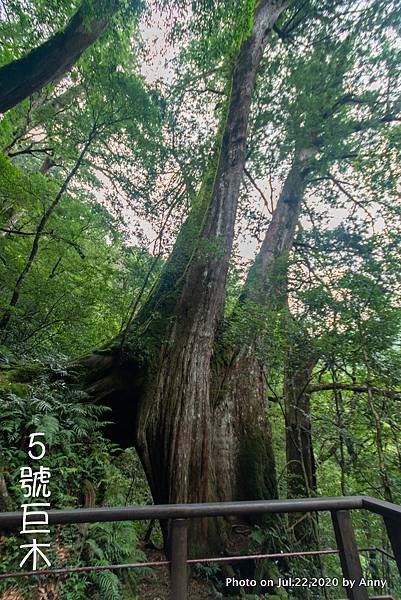 拉拉山巨木群步道20.jpg