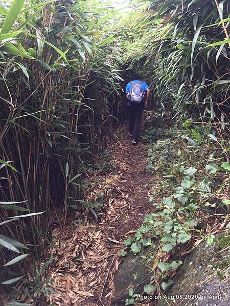 陽明山小觀音山步道21